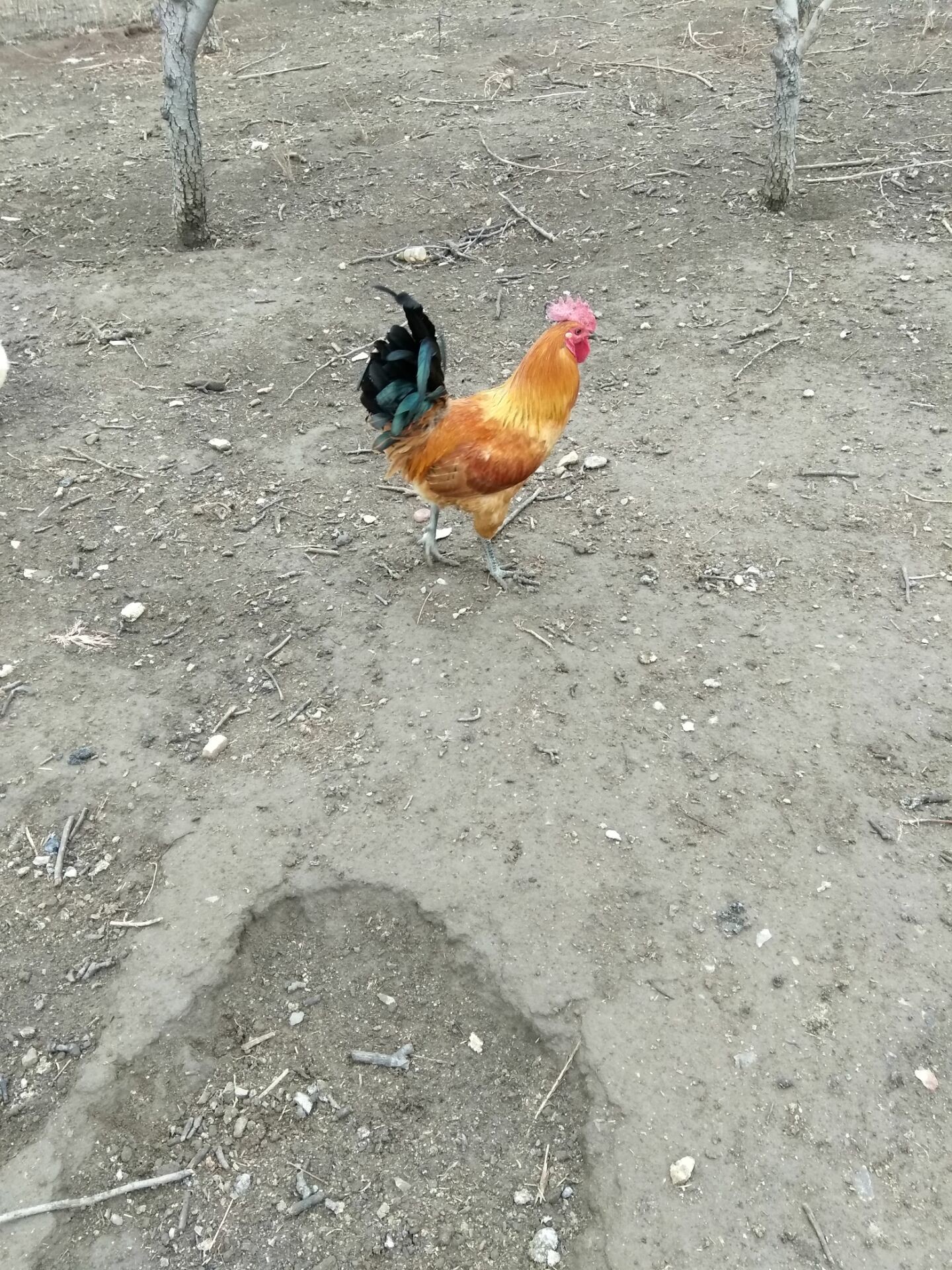 恐龙路线的图片