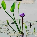 春暖花开🌸：