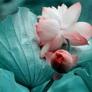 |▍清风ゞ细雨、的主播照片