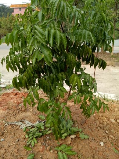 张爱国aaa888的主播照片