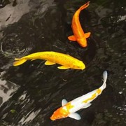 袋子&amp;海报