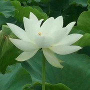 橘色格海报