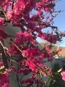 🌺蔷薇🌺主播照片