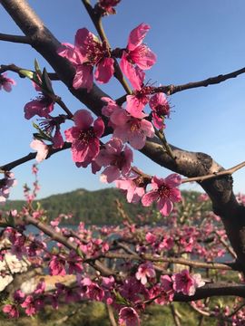 🌺蔷薇🌺主播照片