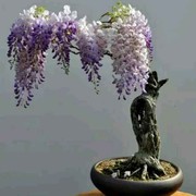 战胜k