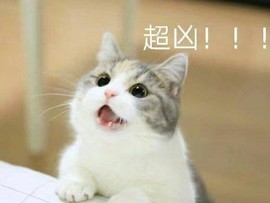 習慣有妮主播照片