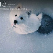 December的小海报