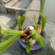 找老婆an