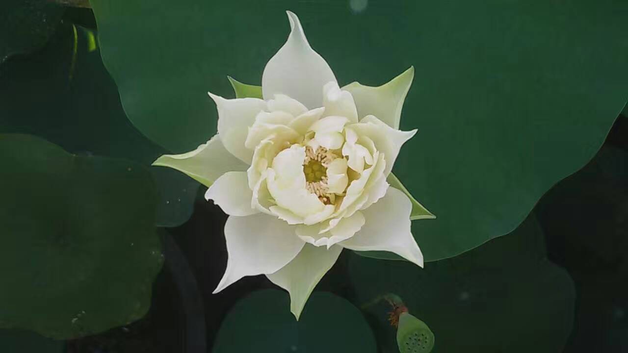 懒懒猪/的主播照片