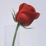 百莲花主播照片