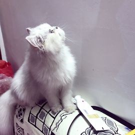 ♓️77～主播照片
