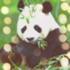 吅笪暐