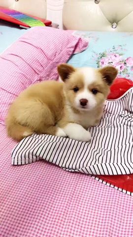 魅丽晴儿主播照片