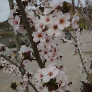 梨花带雨枪