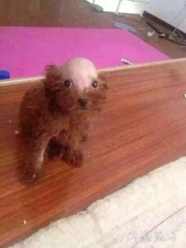 ❁偲偲❁╭☞六月见主播照片