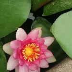 min强哥海报