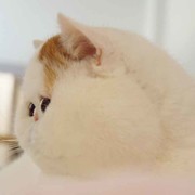 吐槽小能手