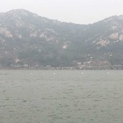 专属猪