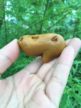 黄蜡石-黄龙玉-逍遥主播照片