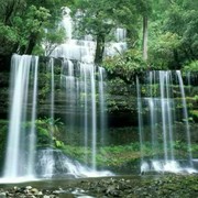 泾水惠茗