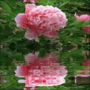 一枝花nf海报