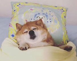 ﹍﹎╭氧气。主播照片