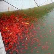 如鱼得水cy