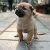 炎罗王