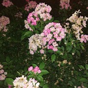 初升的太阳ak海报