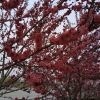 六月菊1海报