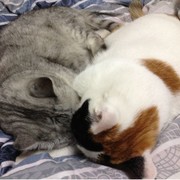 喝百事的猫咪