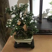 胖哥$86