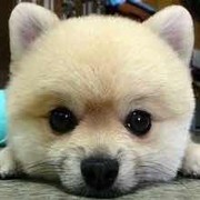 晨曦tcz海报