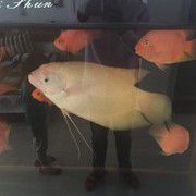 辉煌A王爷