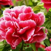 花好月圆$mi