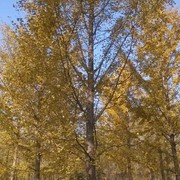 苏鲁银杏苗木基地