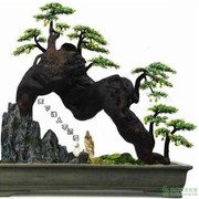 空哥k的头像
