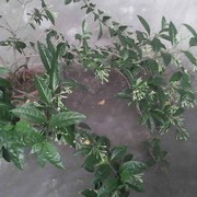 蔬菜代收海报