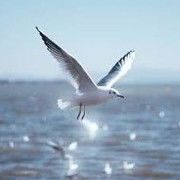 ☞恆+義☜海报
