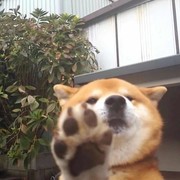 猫猫哒猫猫猫🐼