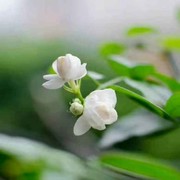 王敏莉的头像