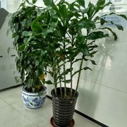 xiaotai5