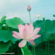 顺z5