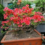 诚信良缘35ejru