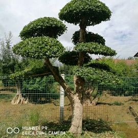 TST💃人生如棋主播照片