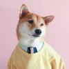 赧樂。