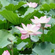 瑞绎阿学*海报