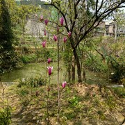 金玲，望子成龙、