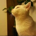 扶朕上朝