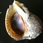 ［法海不懂爱但骚